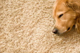 DeVere Carpet Repair & Restoration Service